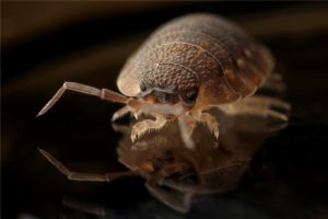 Unexpected Ways To Get A Bed Bug Into Your Home