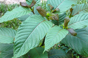What Is Kratom And Is It Dangerous To Consume?